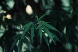 A close-up view of a green cannabis leaf with serrated edges, set against a blurred background of more foliage.