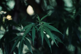 A close-up view of a green cannabis leaf with serrated edges, set against a blurred background of more foliage.