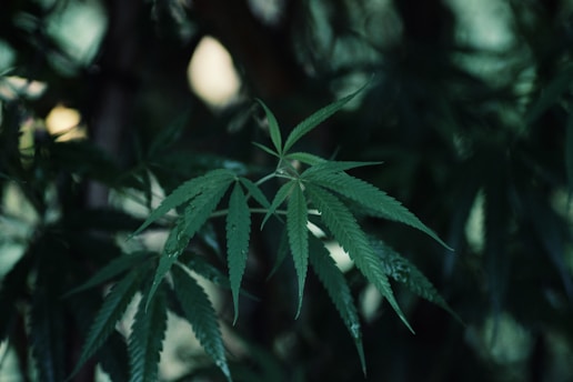 A close-up view of a green cannabis leaf with serrated edges, set against a blurred background of more foliage.