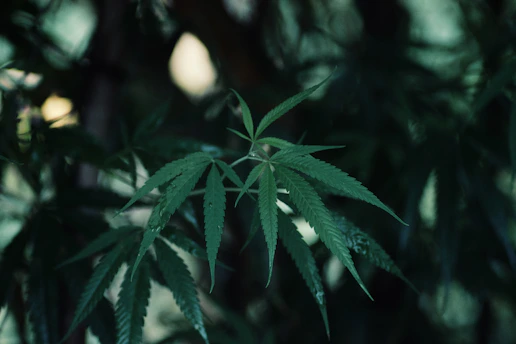 A close-up of a cannabis leaf with a backdrop of the Canadian flag softly blurred in the background.