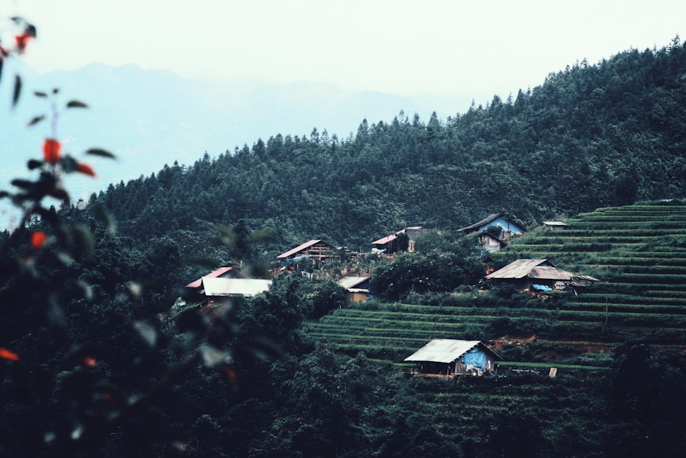 houses on green mountain