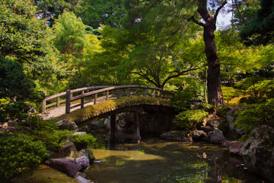 bridge in forest