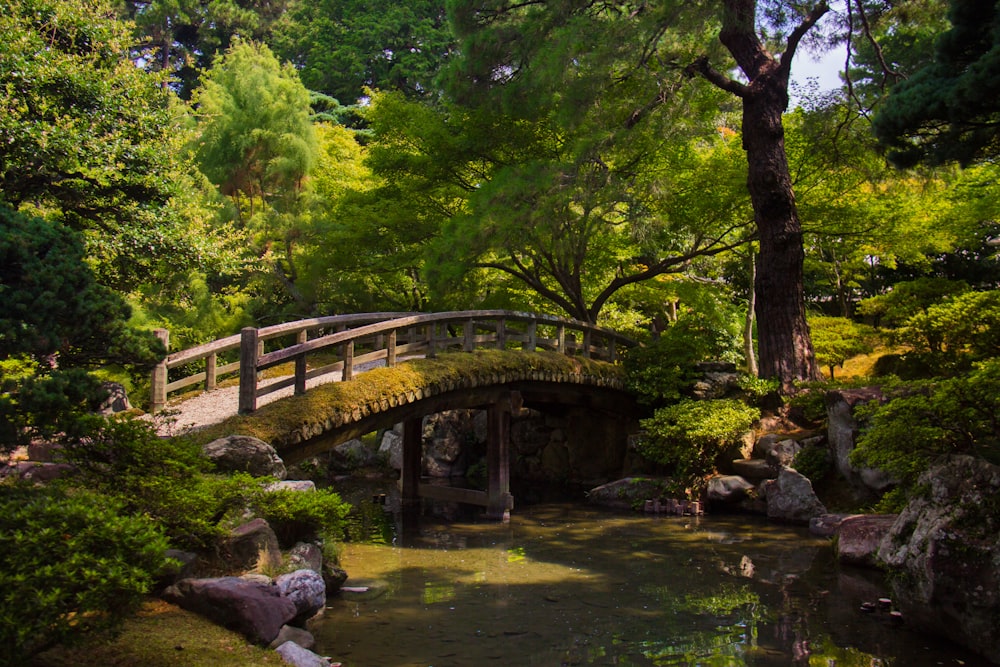 bridge in forest