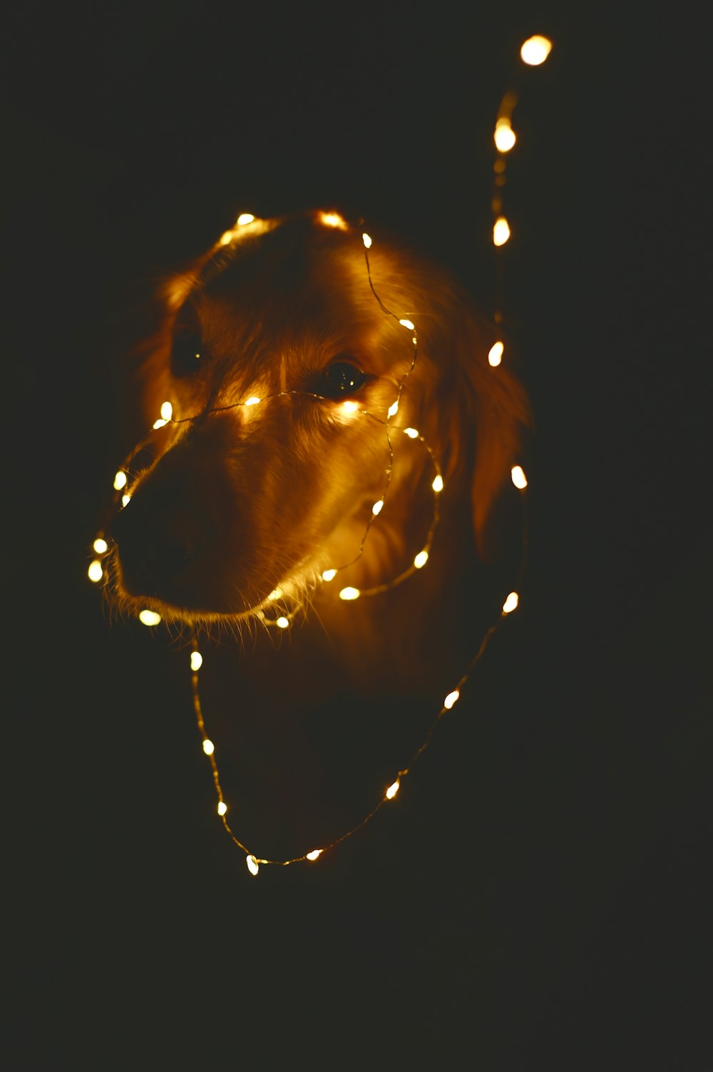 dog wrapped with string light