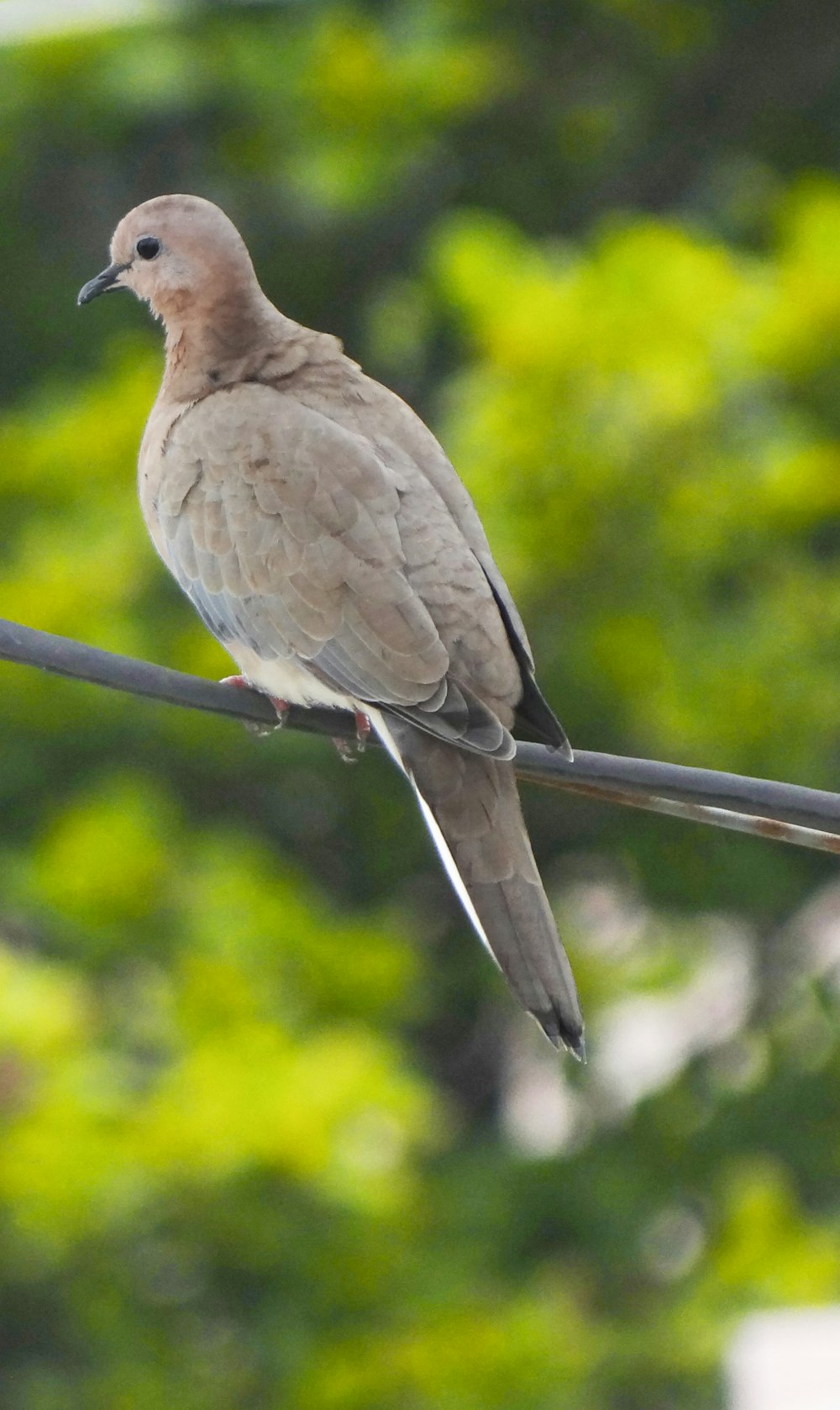 selective focus photography of brown and white bird