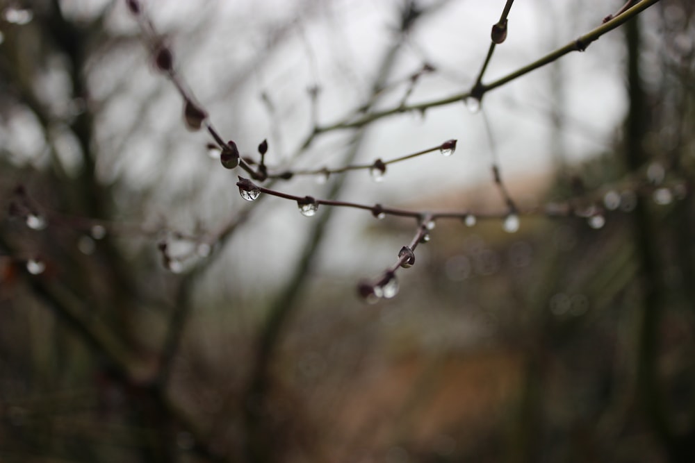 dew drops