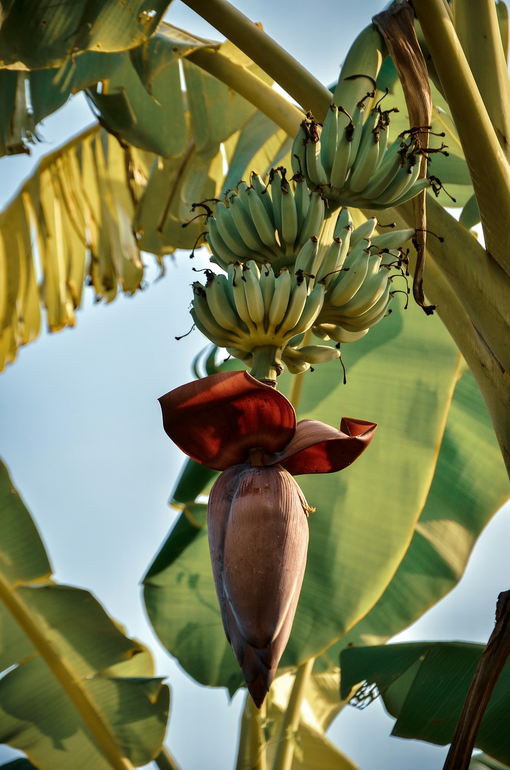 Flachwinkelfoto der Bananenstaude während des Tages