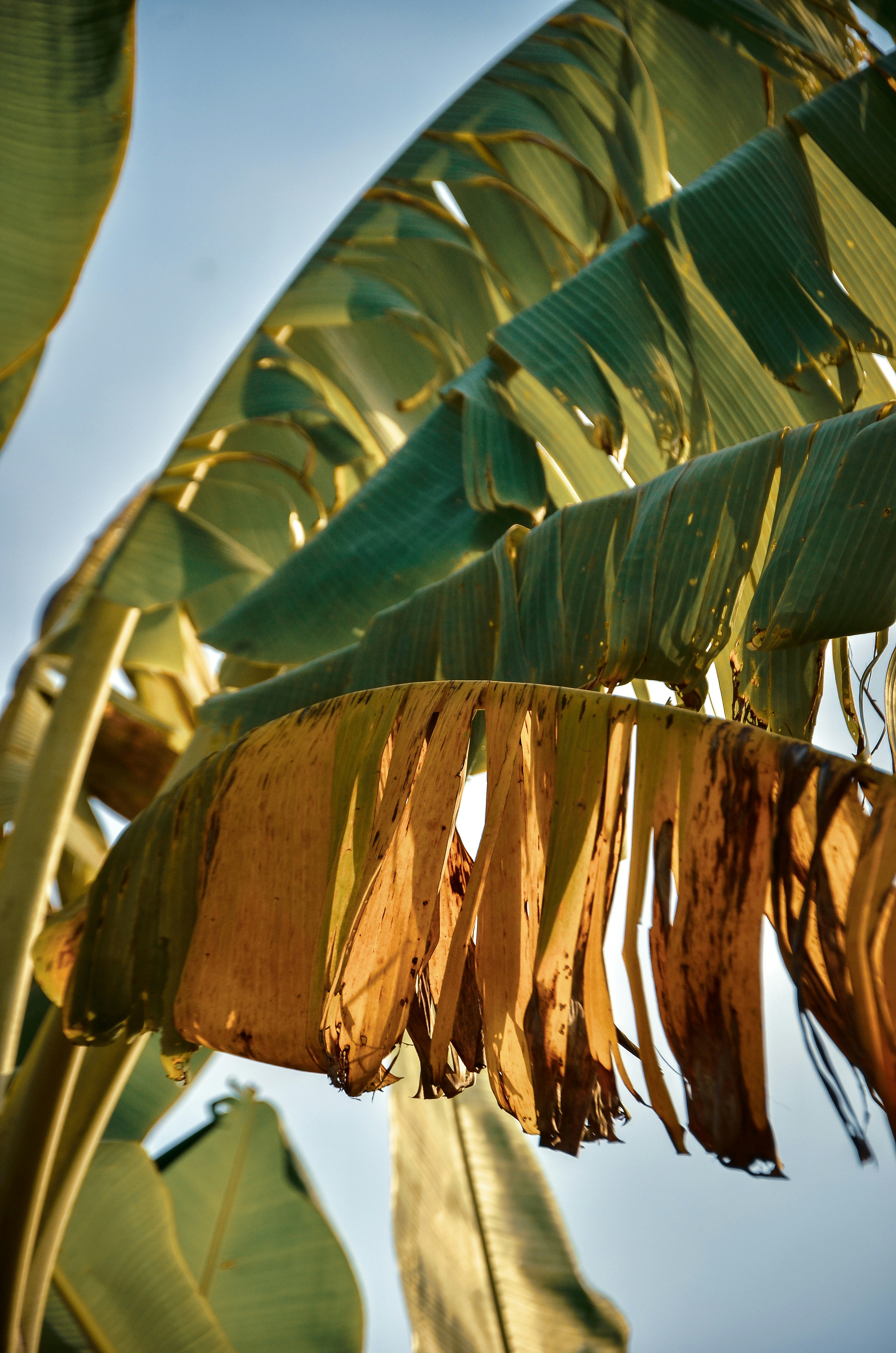 Banana Leaves Pictures Download Free Images On Unsplash