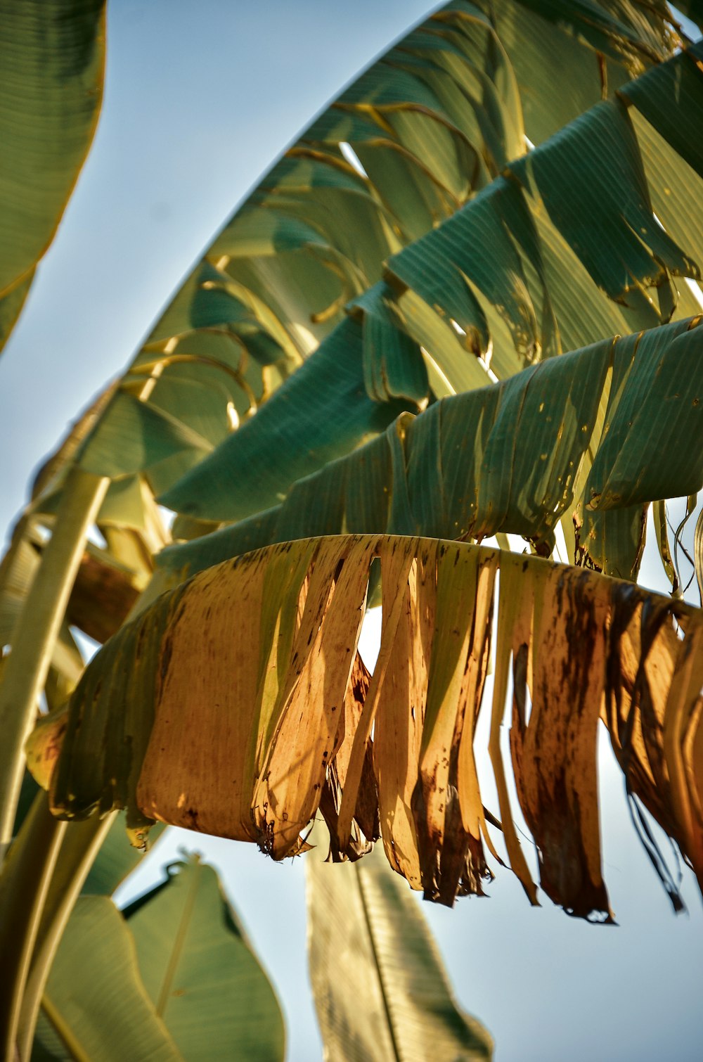 banana plant