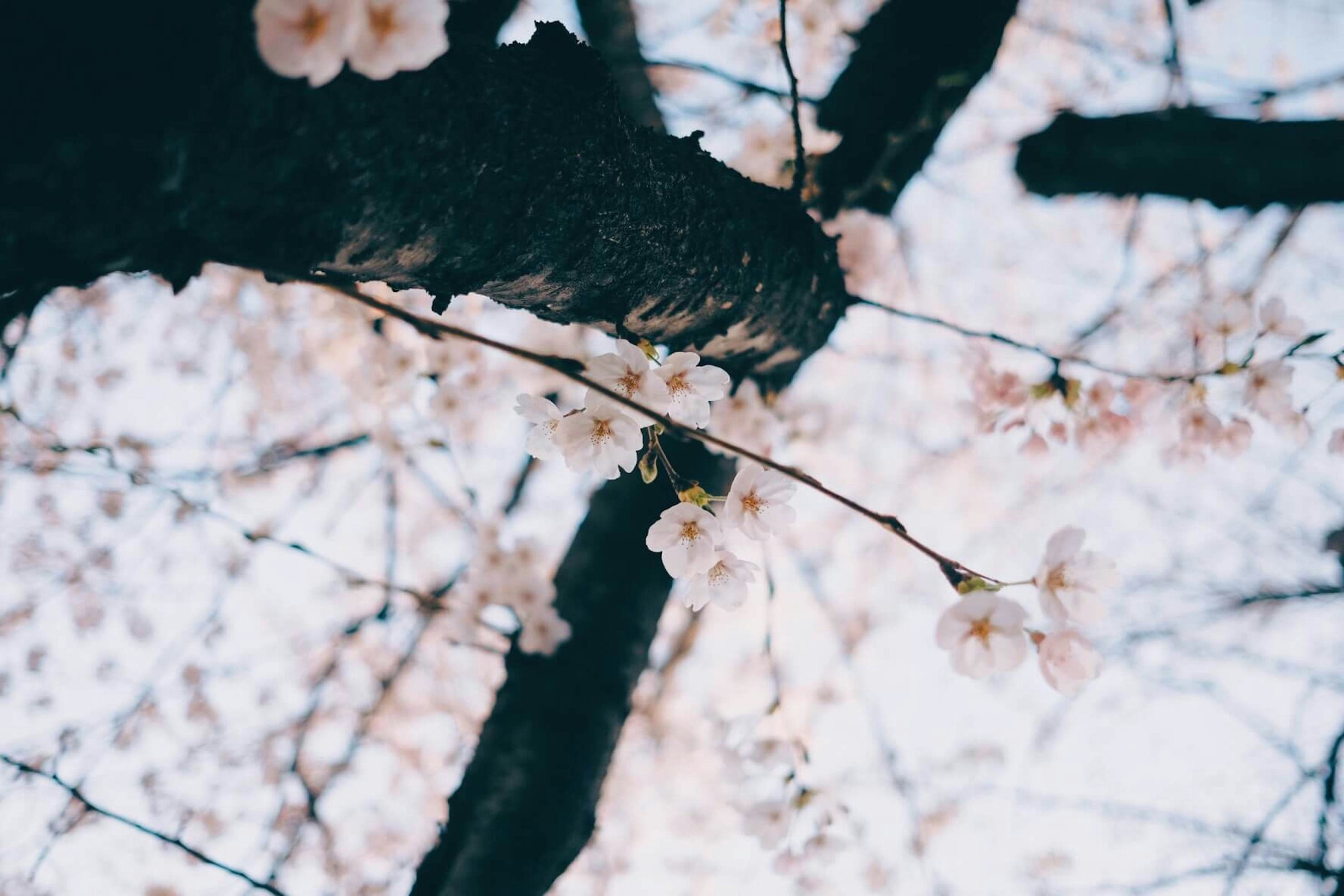 Photo by sevenjournal