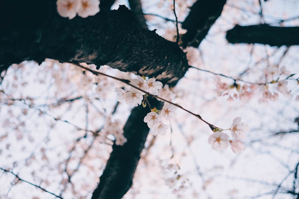 low angle photo of tree with white petaled flowers