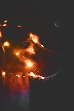 A happy dog and cat dressed in colorful, handmade outfits from CoquetoPaw, shining under warm light.