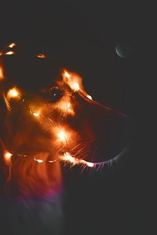 A happy dog and cat dressed in colorful, handmade outfits from CoquetoPaw, shining under warm light.