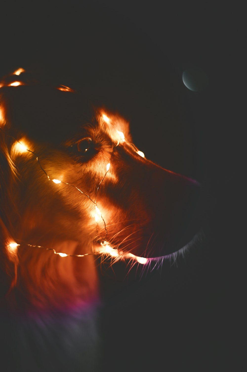 a close up of a dog's face with a blurry background