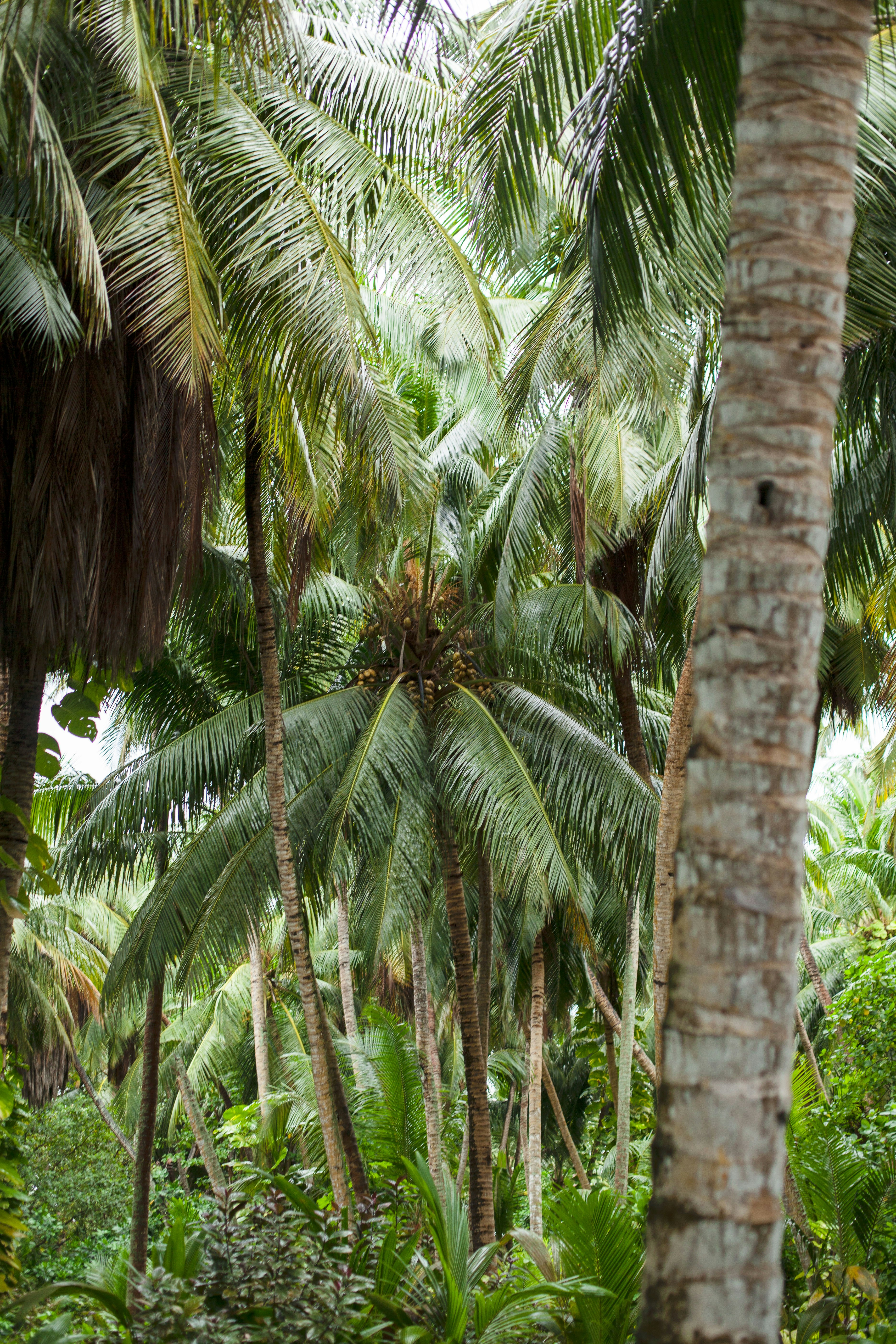 Coconut Tree Rainforest