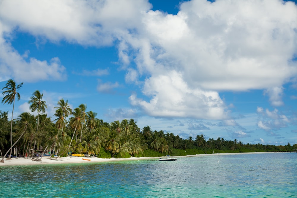 coconut trees in seashore