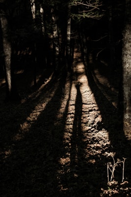 A dense forest scene is depicted, with tall trees casting long, dramatic shadows on the forest floor. The ground is covered with leaves and branches, creating a textured path that draws the eye into the depths of the woods. The lighting is low, emphasizing the contrast between light and shadow to evoke a sense of mystery and depth.