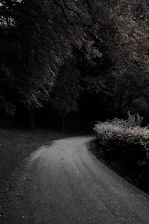 A winding path through dense woods, framed by tall trees with deep charcoal bark and scattered forest green leaves.