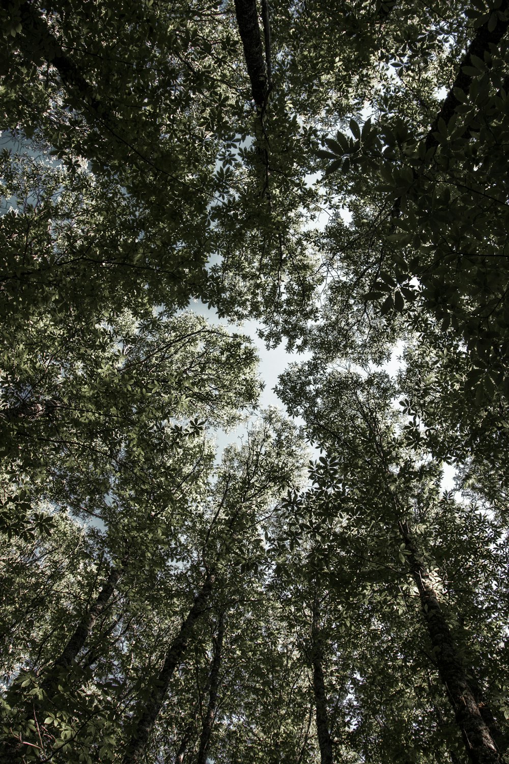 green leafed trees