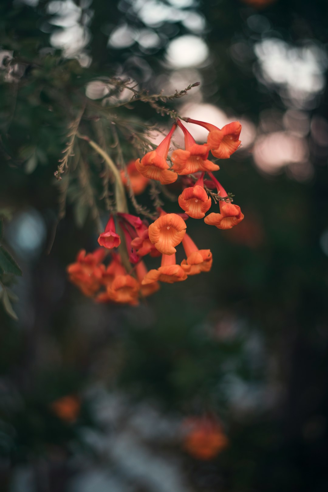 orange flower macro photography