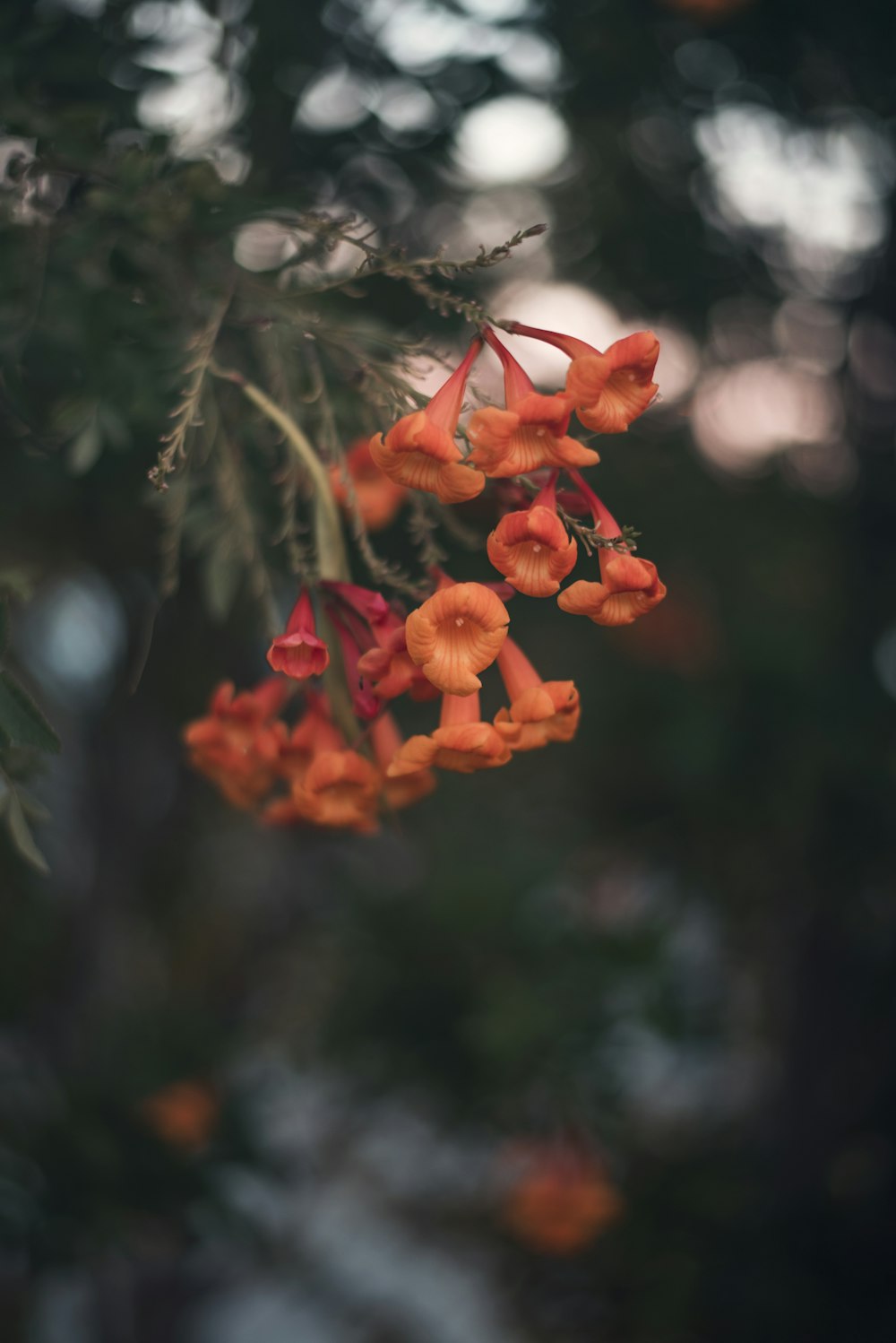 orange flower macro photography