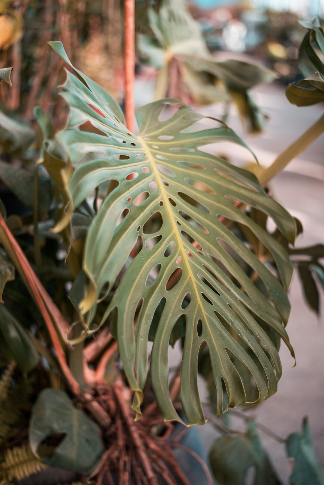 green and red plant