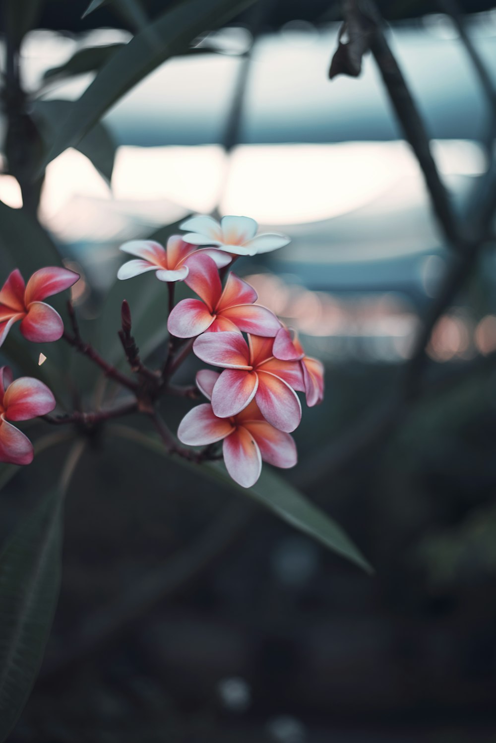 赤い花びらの花