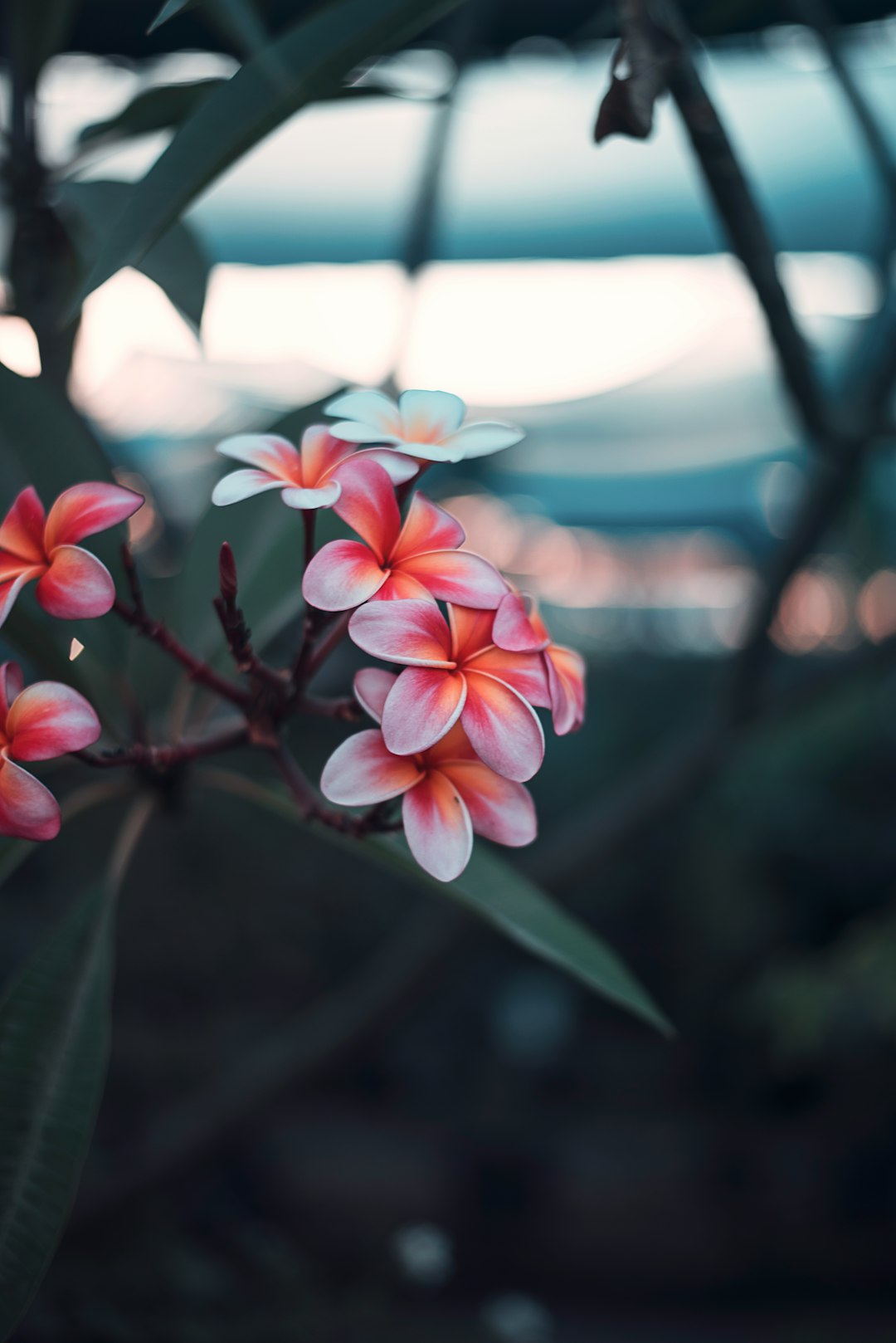 red petaled-flower