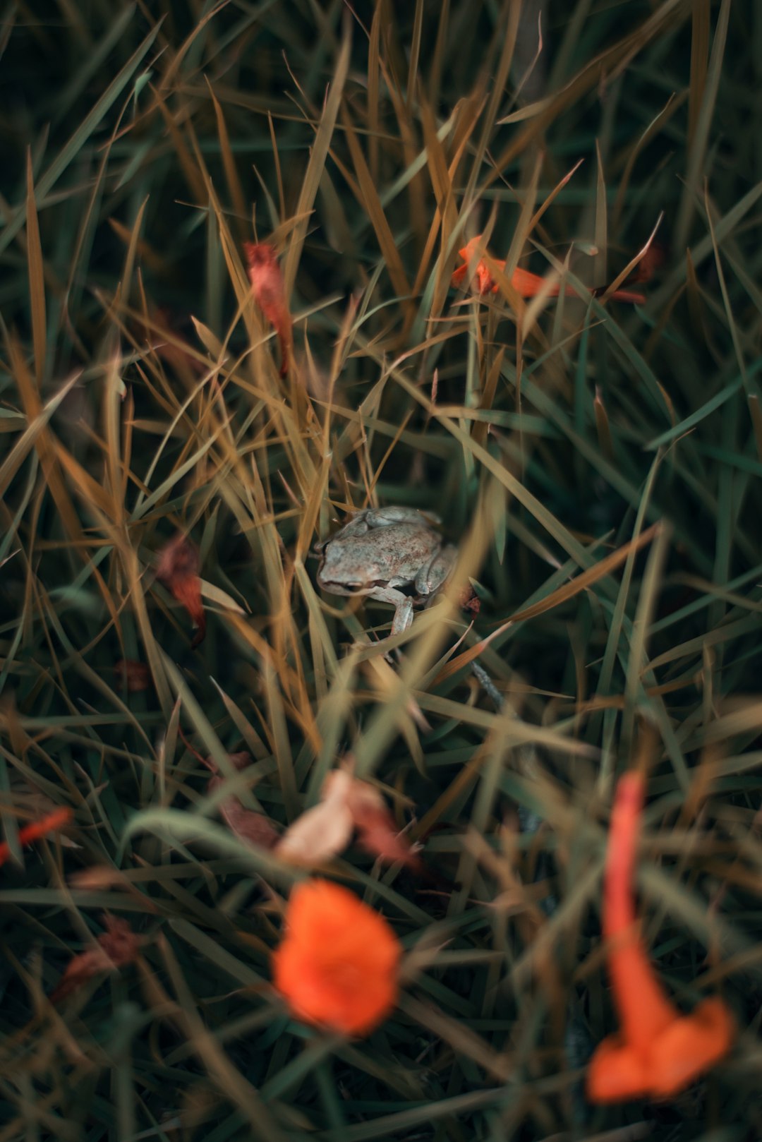 selective focus photography of gray frog