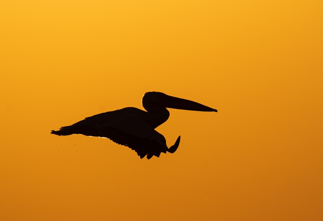 silhouette of black bird