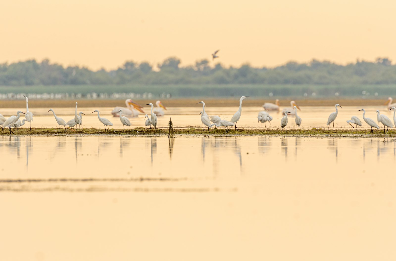 Canon EOS 7D Mark II + Canon EF 100-400mm F4.5-5.6L IS II USM sample photo. White birds photography