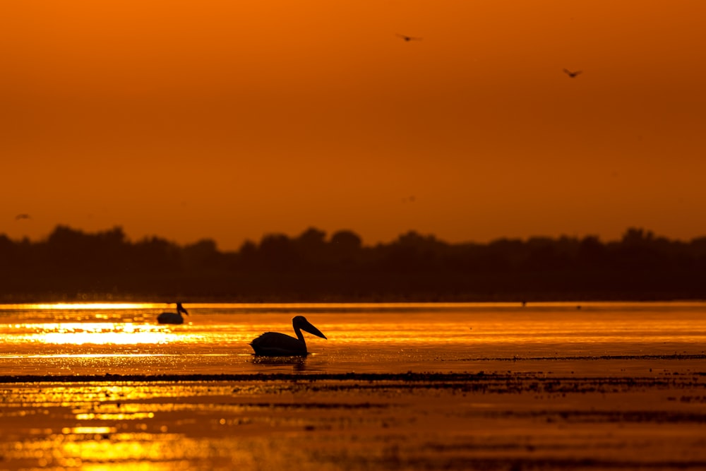 silhouette photo of cane bird