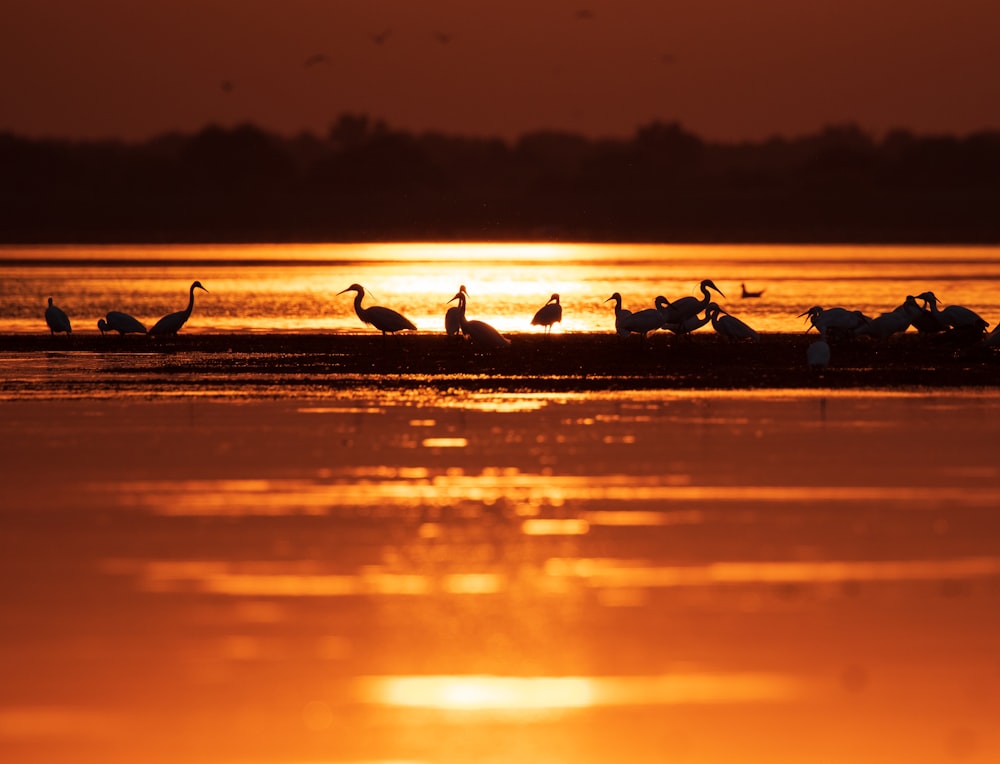 silhouette of birds on body of water