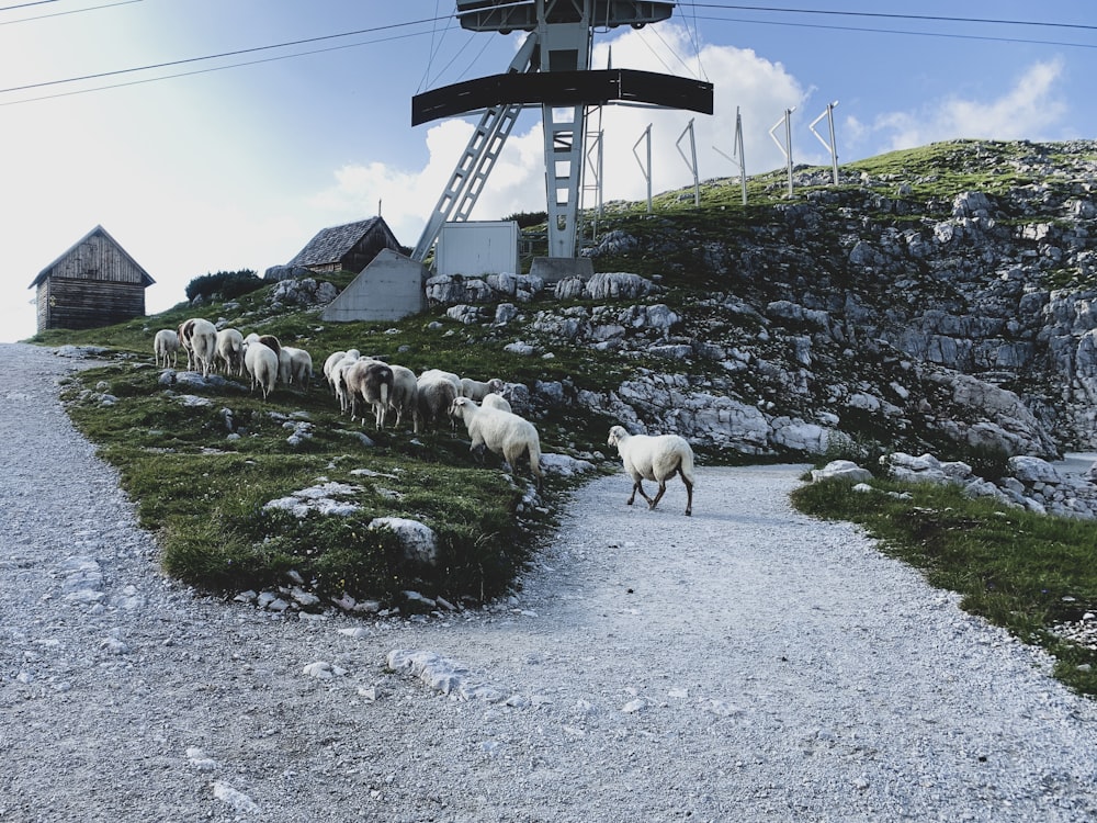 herd of sheep on hill