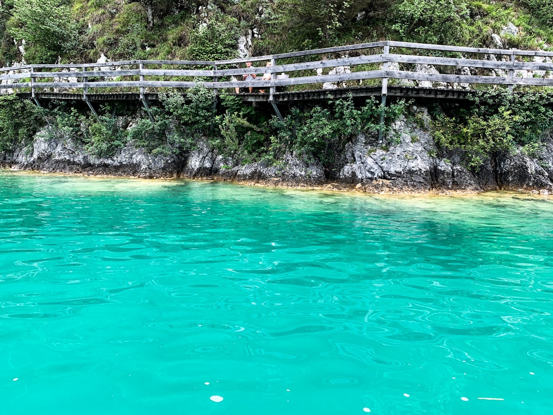 green plants near body of water