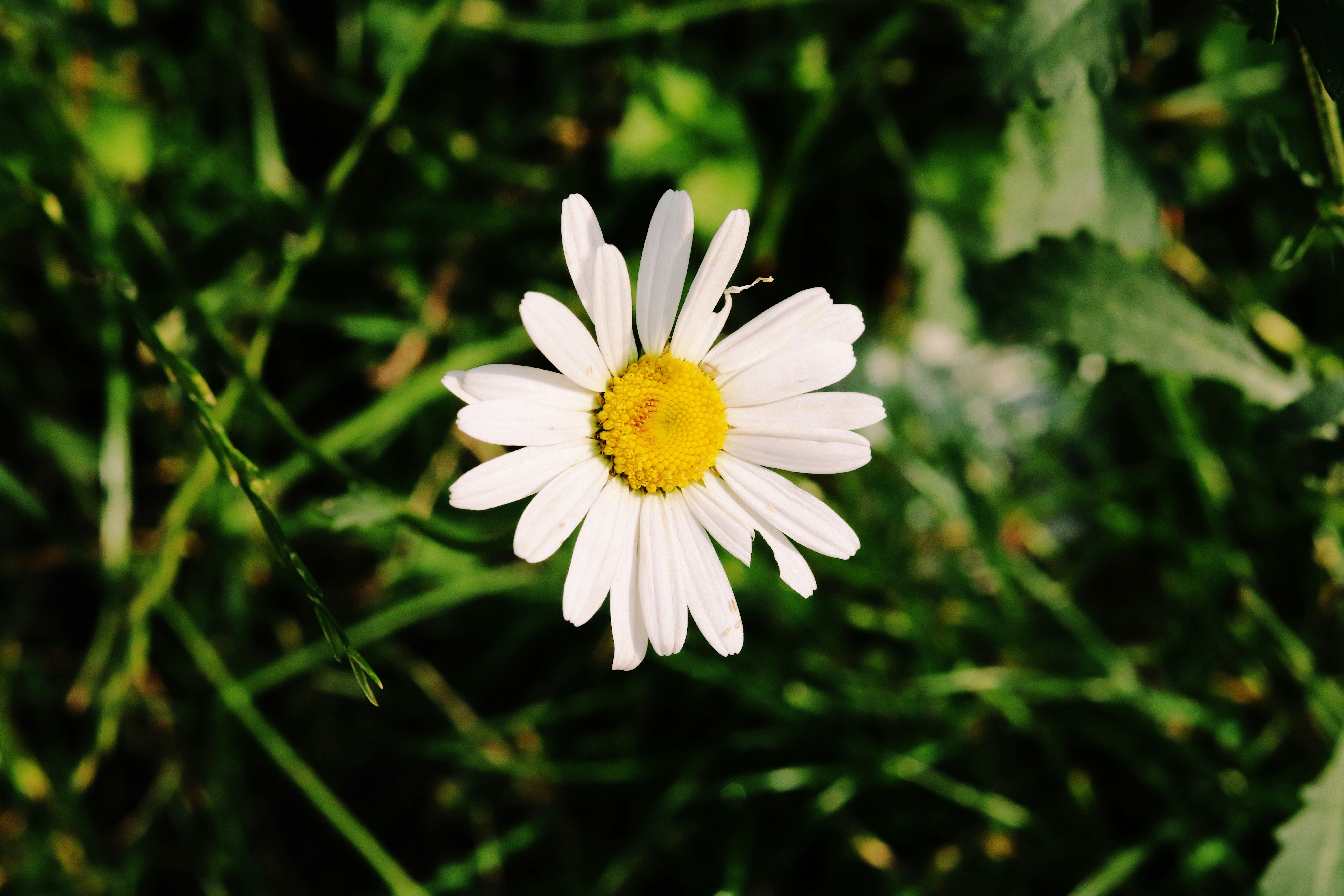 Photo by abuzarxheikh