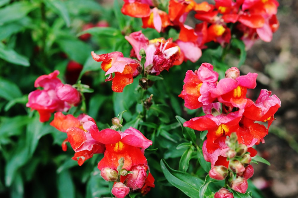 selective focus photography of pink flower