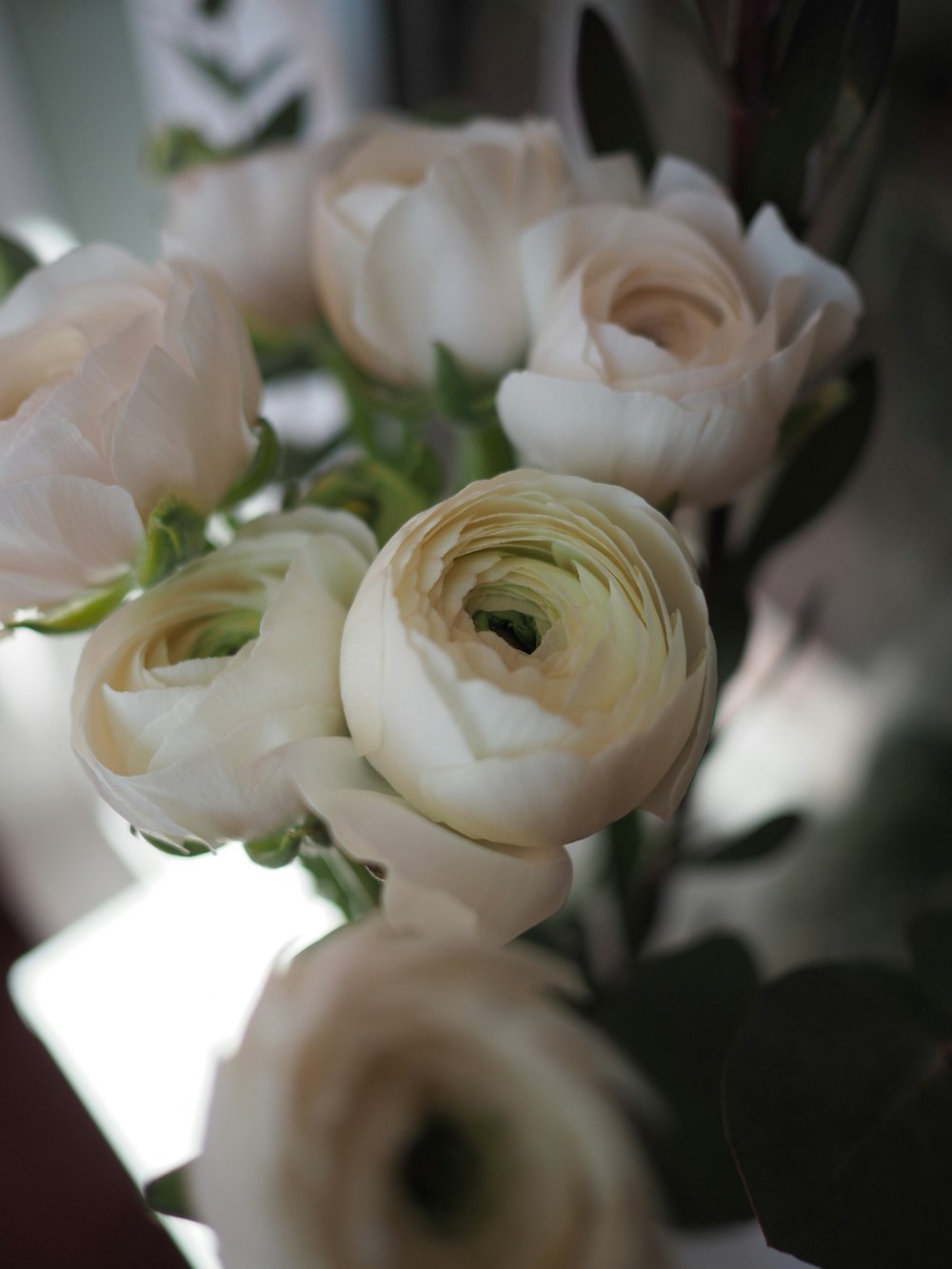 closeup photo of white roses