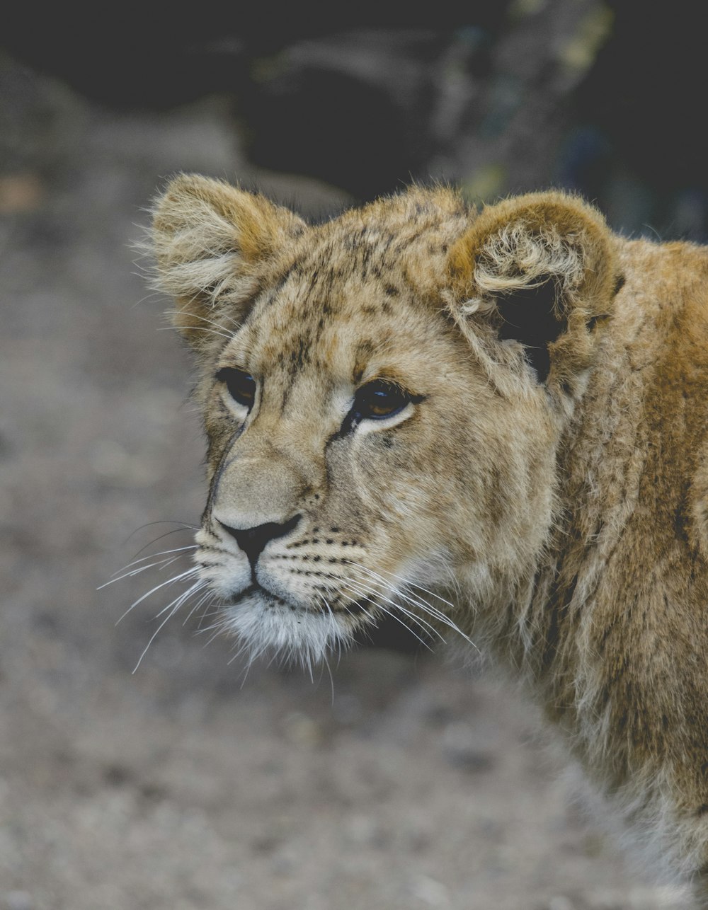 beige lioness