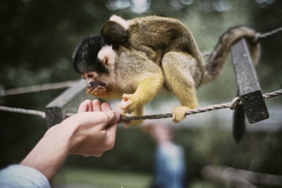 A small monkey with yellow and brown fur is perched on a rope. It is holding a piece of food and appears to be interacting with a human hand that is reaching out towards it. The background is a soft focus of greenery, giving a natural setting.