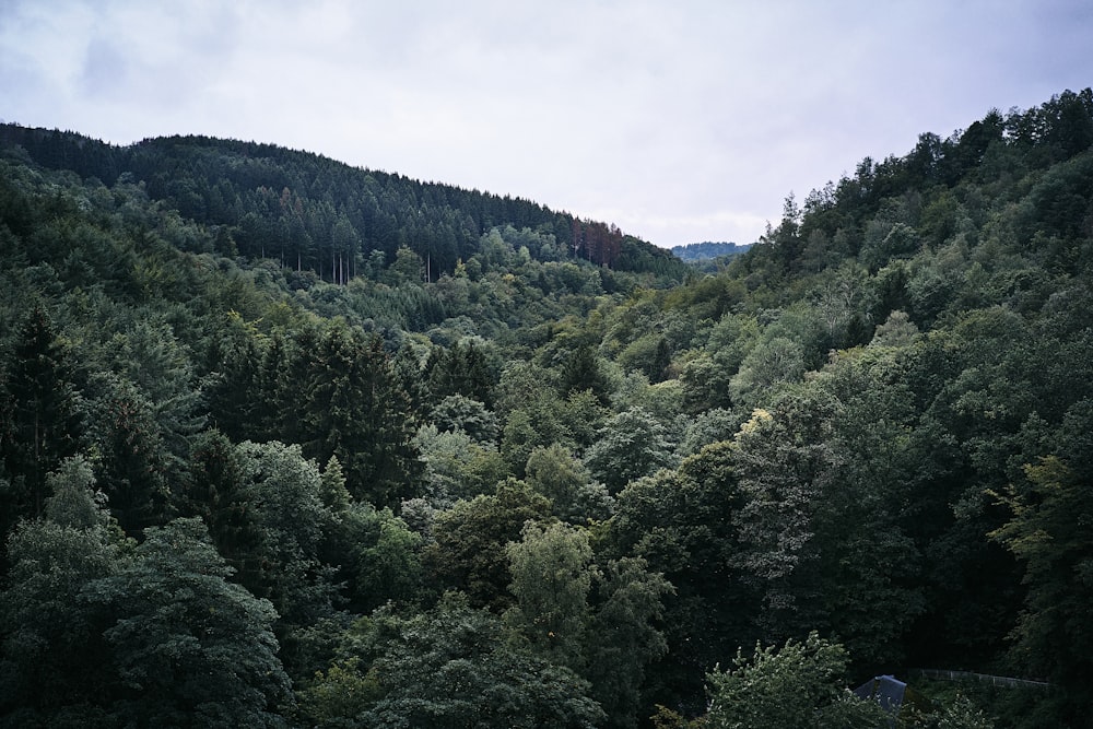 green trees in mountain