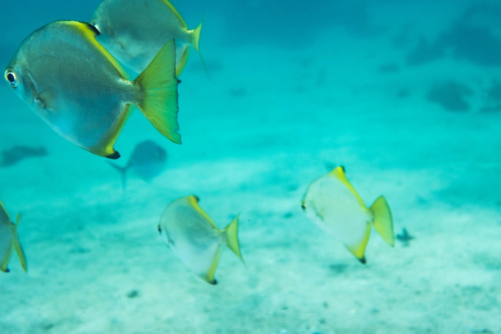 fotografia subacquea di pesci grigi e gialli