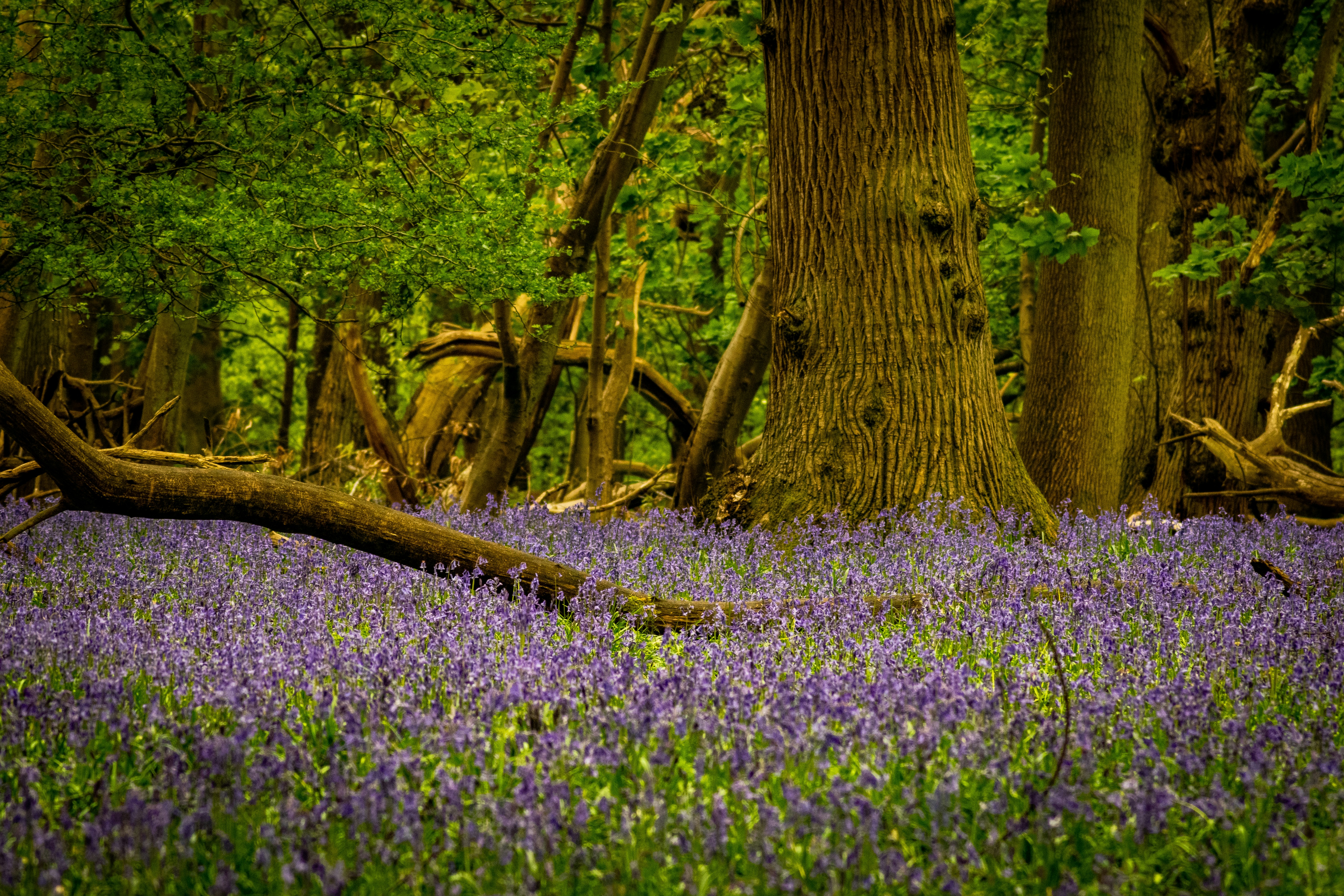 Photo by infernus_666