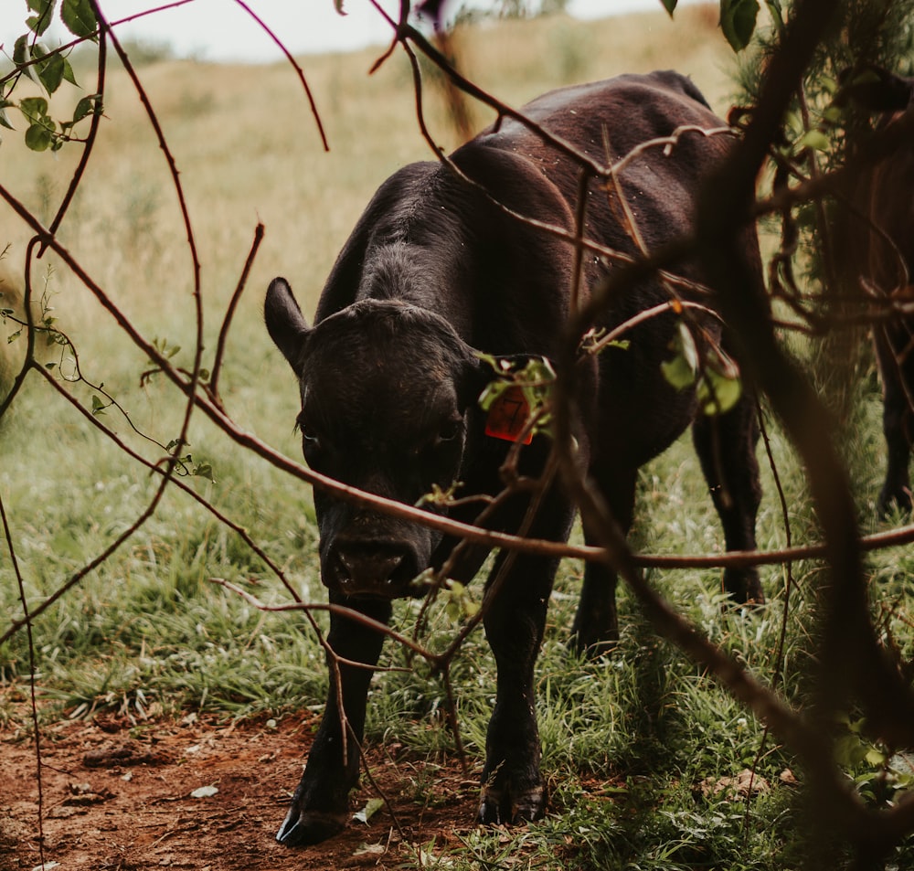 black cattle