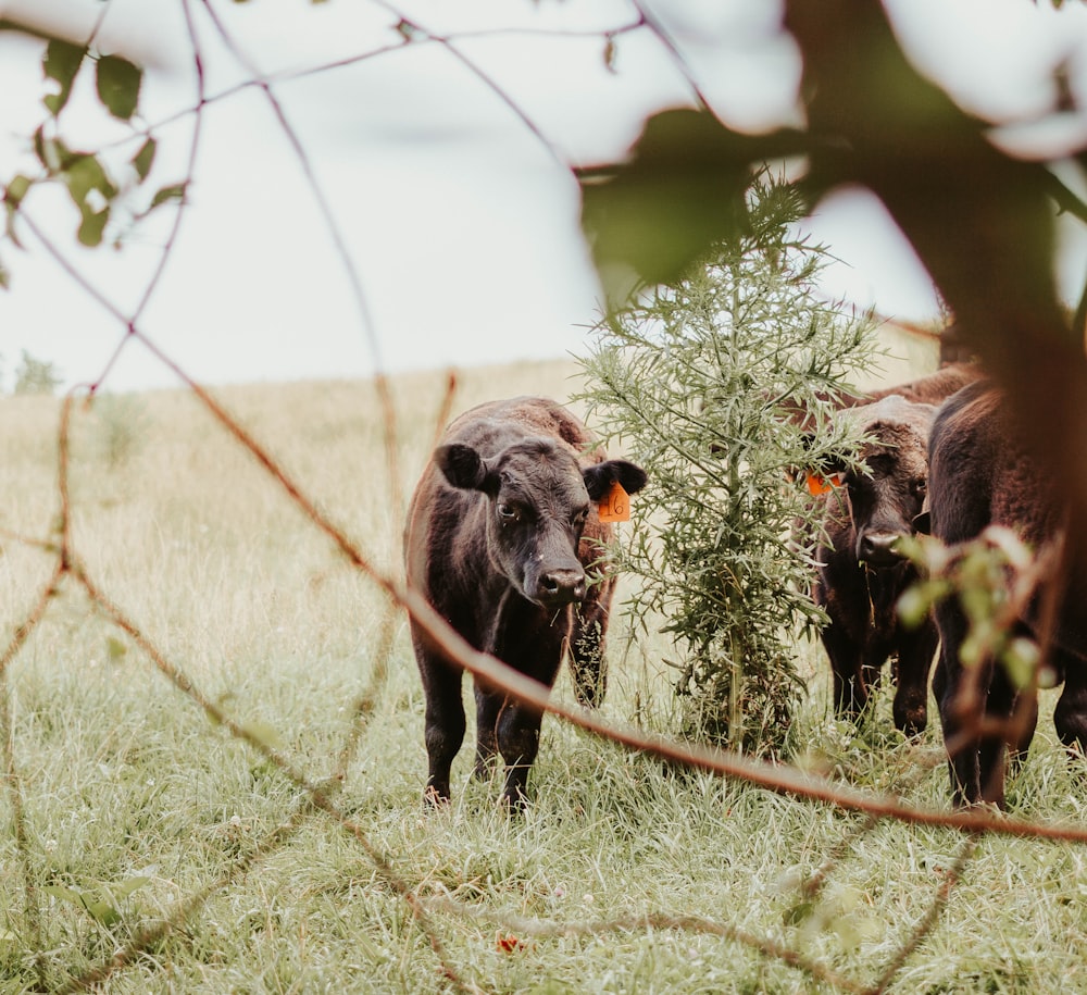 black cattle on green grass during daytime