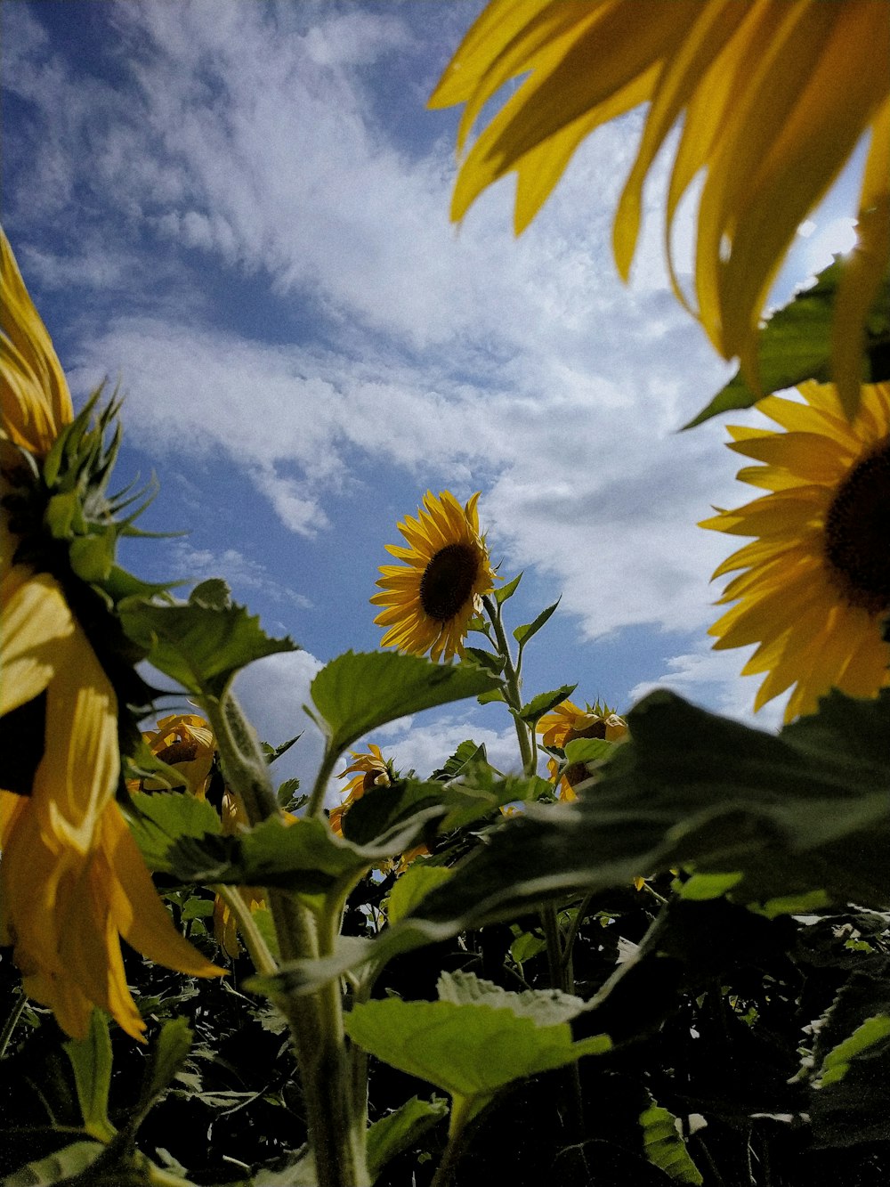 sunflowers during daytime