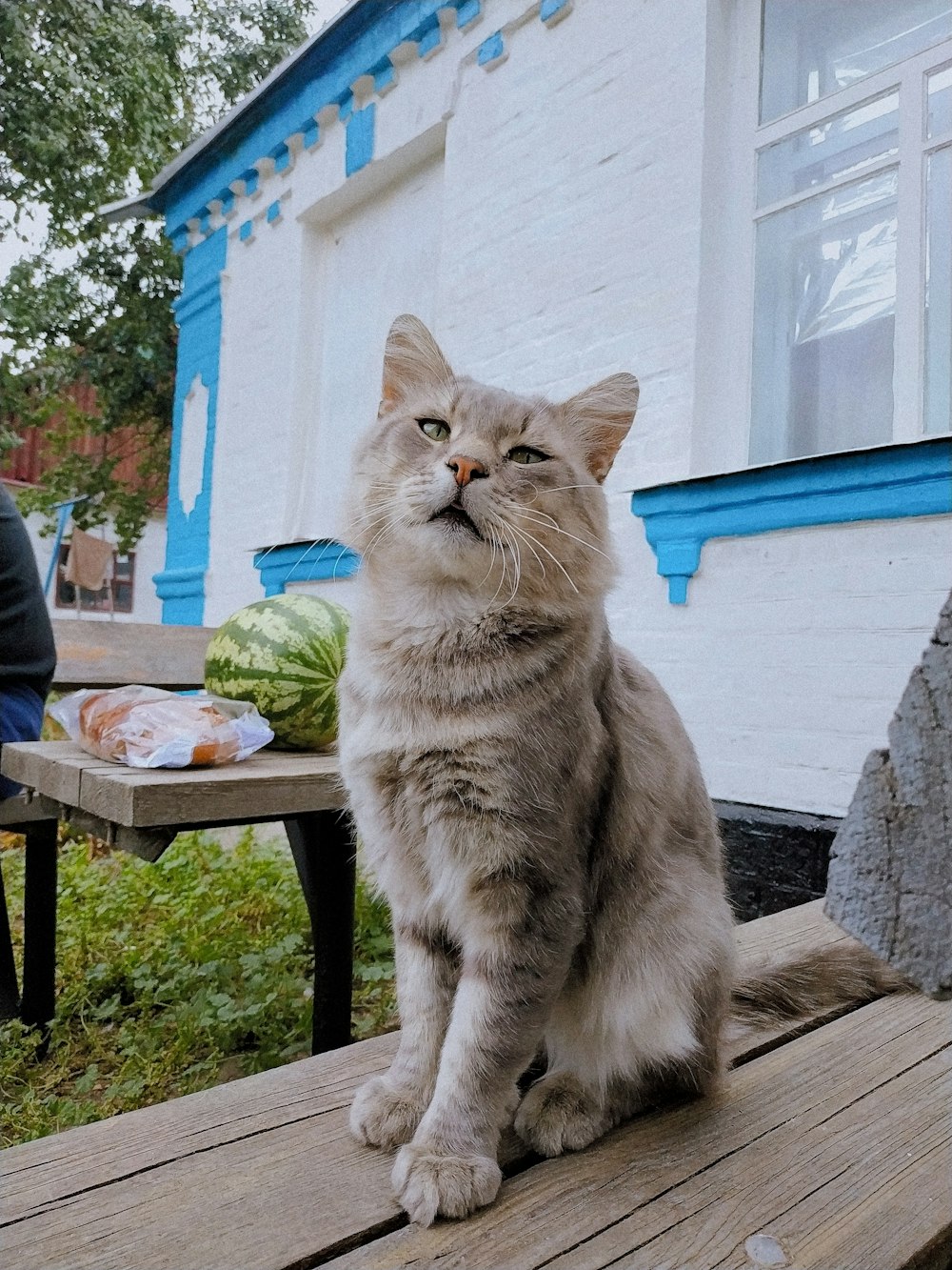 cat sitting on table