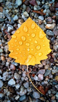 yellow leaf on gravel with dew