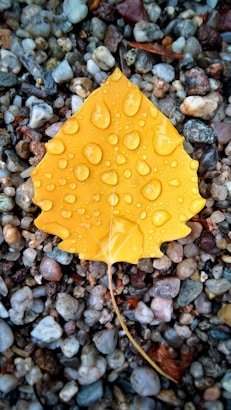 yellow leaf on gravel with dew