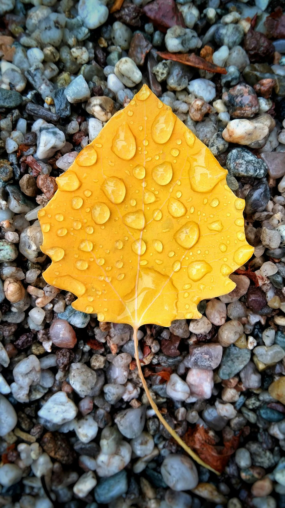 露と砂利の上の黄色い葉